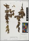 Foto von Salix mielichhoferi Saut.